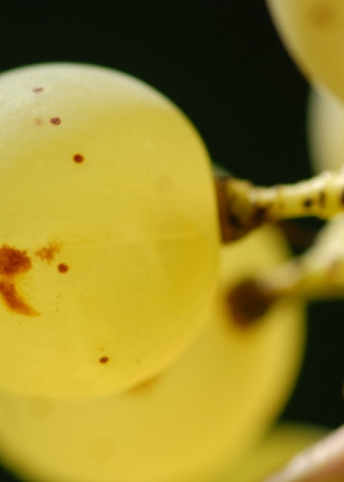 Silvaner ANT 1311